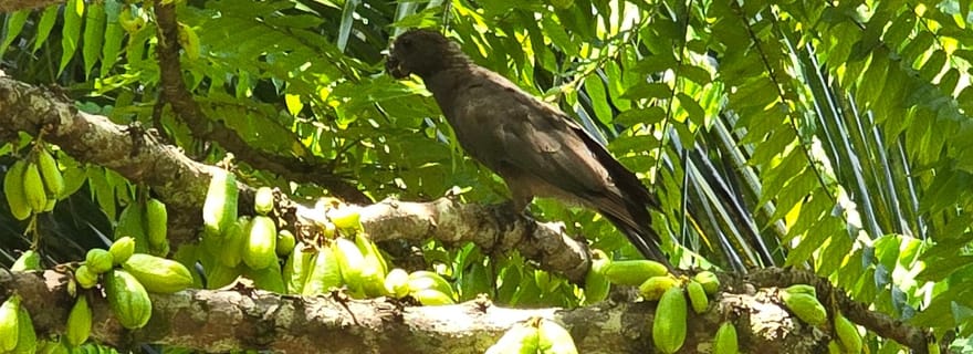 Praslin : excursion d'une journée à Valle De Mai, au musée Côte d'Or et à Anse Lazio
