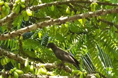 Praslin : excursion d'une journée à ValleDeMai, CoteD'orMuseum et AnseLazio