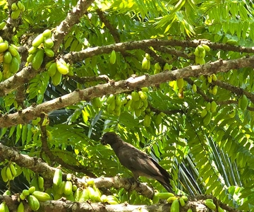 Praslin:DayTour ValleDeMai,CoteD'orMuseum & AnseLazio