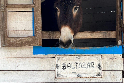 Albufeira: Alte, Paderne, and Messines Jeep Safari Tour