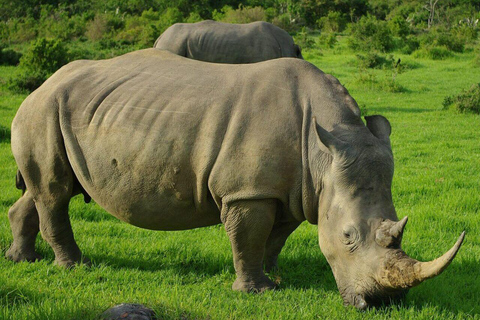 From Durban: Hluhluwe–iMfolozi Game Reserve Safari