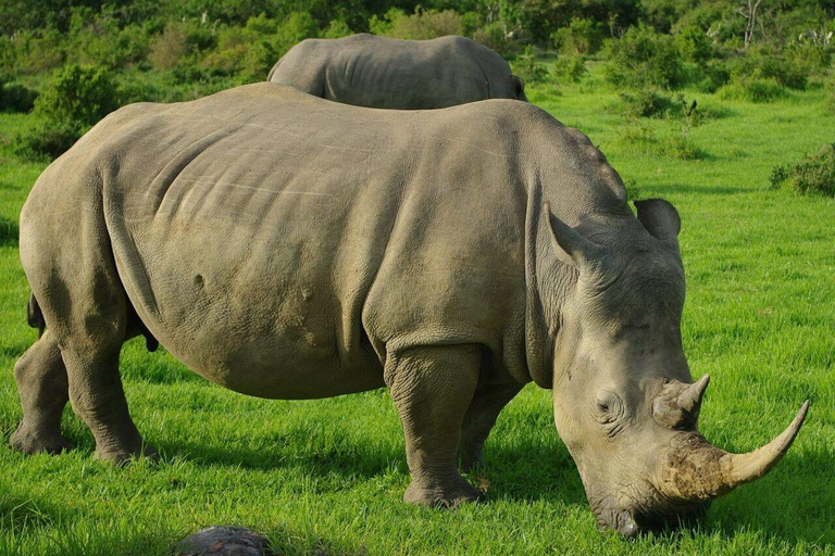From Durban: Hluhluwe–iMfolozi Game Reserve Safari