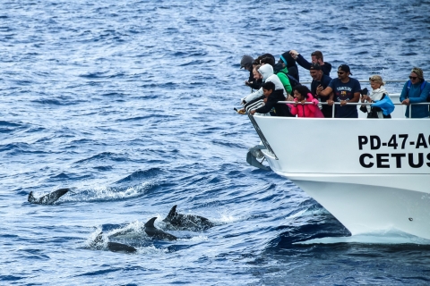 Z Ponta Delgada: rejs z obserwacją wielorybów i delfinówRejs katamaranem z obserwacją wielorybów i delfinów