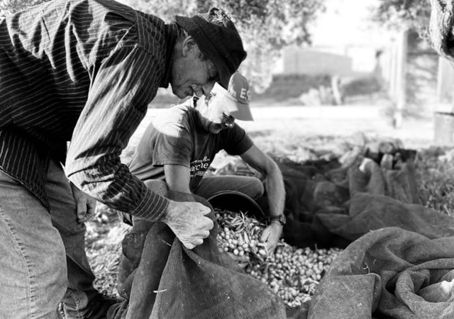 Sicilië: olijfoliemolen met proeverij en lunch