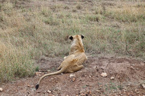 Nairobi National Park: Half-Day TripNairobi National Park: Half-Day Trip in a 4X4