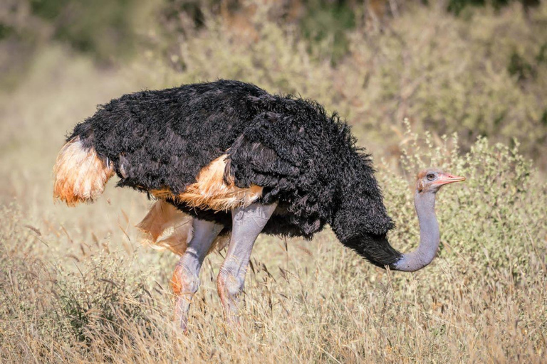 Safari w Amboseli, Tsavo East, Tsavo West i Sanktuarium