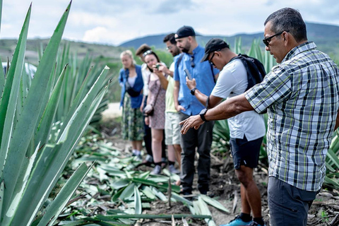 Oaxaca: Mezcal Distilleerderij Tour met proeverijen