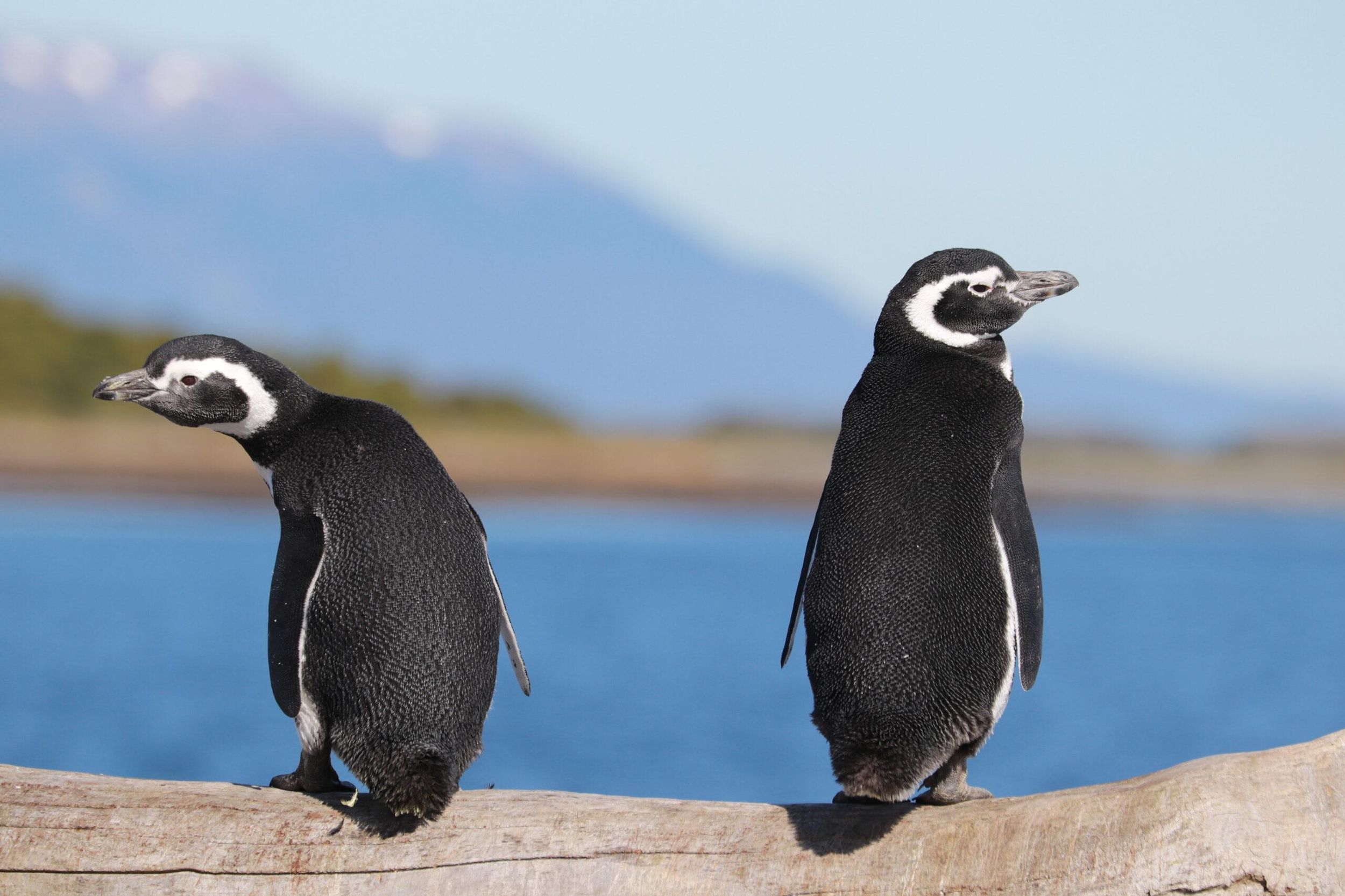 Ushuaia: Beagle-Kanal und Pinguininsel