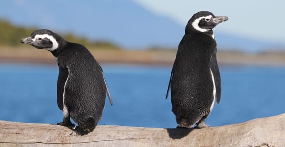 Ushuaia: canal Beagle e isla de los Pingüinos