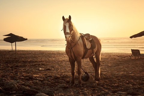 Punta Cana: Horseback Riding Free Pickup Hotel
