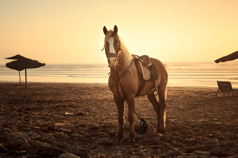 Punta Cana: Horseback Riding Free Pickup Hotel