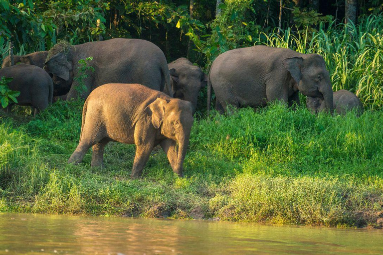 Kinabatangan River Trip from Sandakan with Lunch Included (Shared Tour) Kinabatangan River Trip Sandakan with Lunch