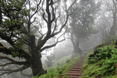 Ribeira Brava: West Madeira Tour with Fanal Forest & Pools