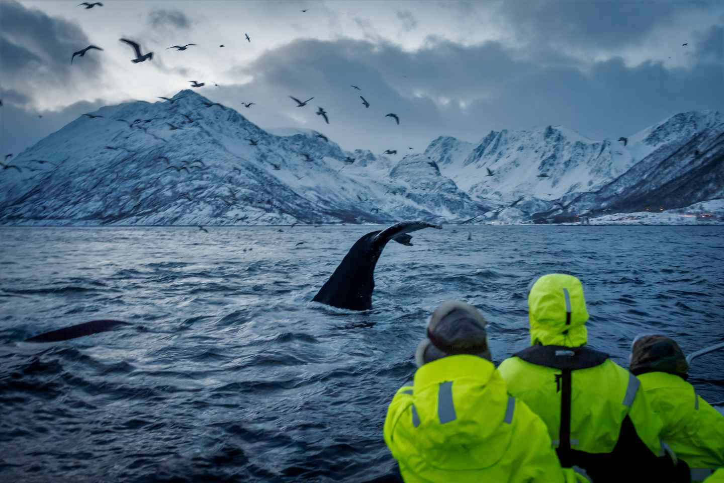 阿尔塔出发：小团体RIB观鲸之旅