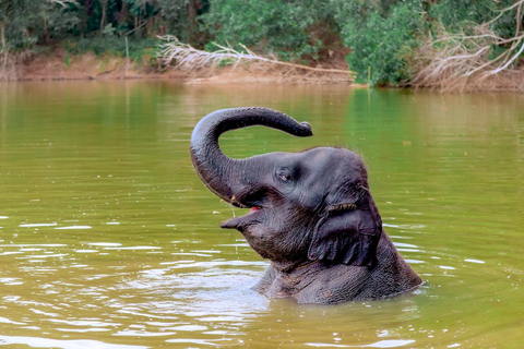 Phuket: Gå och plantera Promenad och plantering i Elephant Nature Park BesökPhuket: Gå och plantera i Elephant Nature Park Besök