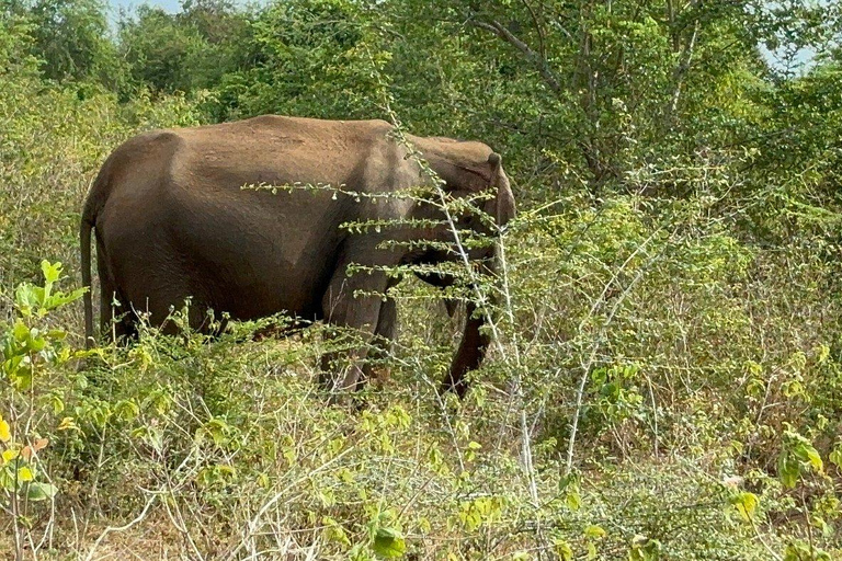 From South Coast: Udawalawe Park Safari with Ella Drop-off