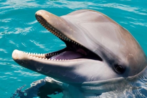 Nado con Delfines en Ocean World Puerto Plata