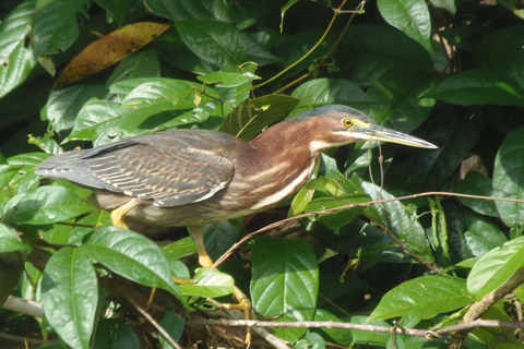 Tortuguero : Excursion en canoë et observation de la faune