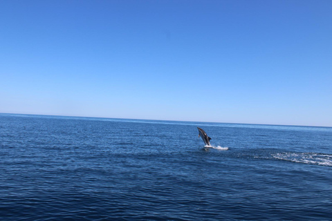 Taormina: Sunset Dolphin Tour by Catamaran with Aperitif