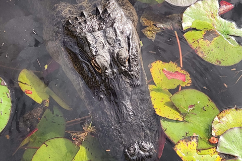 De Miami: Excursão a Everglades com passeio de barco de 90 minutos