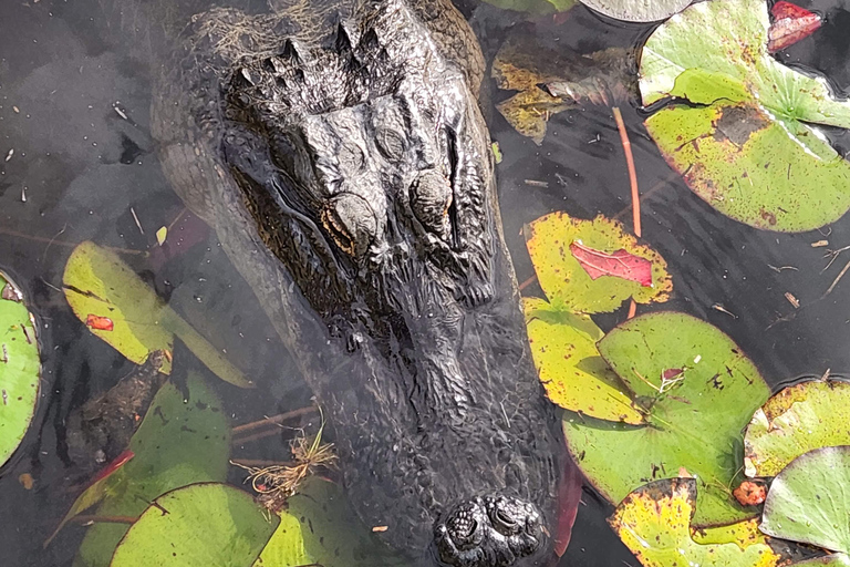 Von Miami aus: Everglades Tour mit 90-minütiger Bootstour