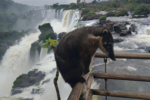 Wodospady Brazylii i Argentyny: jednodniowa wycieczka.Wodospady w Brazylii i Argentynie: jednodniowa wycieczka. .