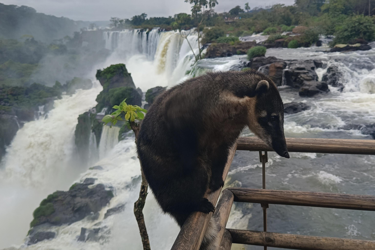 Wodospady Brazylii i Argentyny: jednodniowa wycieczka.Wodospady w Brazylii i Argentynie: jednodniowa wycieczka. .
