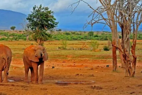 Mombasa: Overnight Safari to Tsavo East From Diani Beach