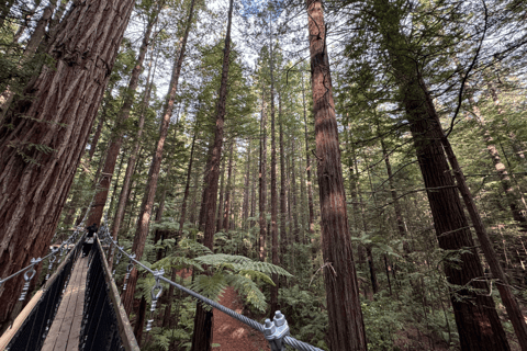 Private Day Tour - Hobbiton Movie Set, Rotorua & Treewalks