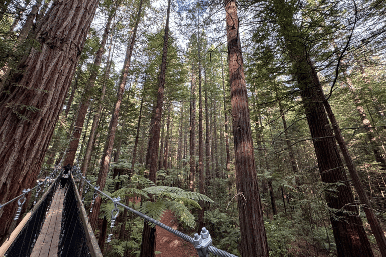 Private Day Tour - Hobbiton Movie Set, Rotorua & Treewalks