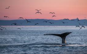 Akureyri: Arctic Coastline & Whale Watching