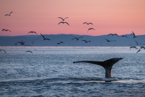 Akureyri: Costa ártica y avistamiento de ballenasCosta ártica y avistamiento de ballenas