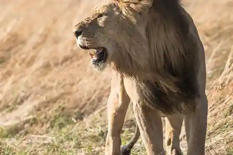 From South Africa: Lion and Safari Park Half-Day Tour