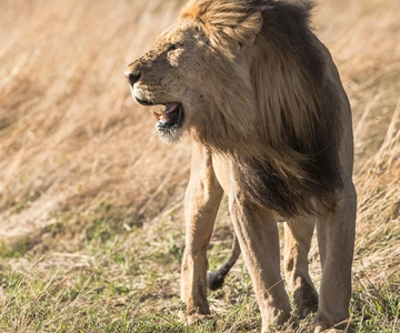 Från Sydafrika: Halvdagstur till lejon- och safariparken