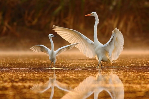 Golden Triangle Tour With Bharatpur Golden Triangle Tour With Bharatpur 5 days / 4 Night