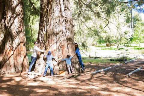 Bariloche: Boat Tour to Victoria Island and Arrayanes Forest Tour Without Transfer