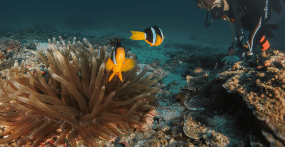 Daymaniyat Diving Trip