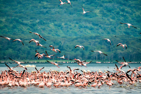 Nairobi: Lake Nakuru National Park and Lake Naivasha Tour