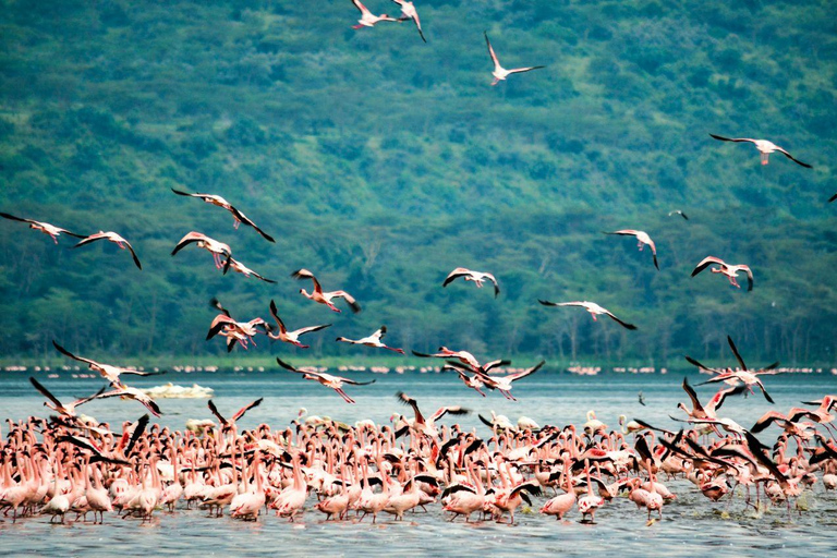 Nairobi: Lake Nakuru National Park and Lake Naivasha Tour
