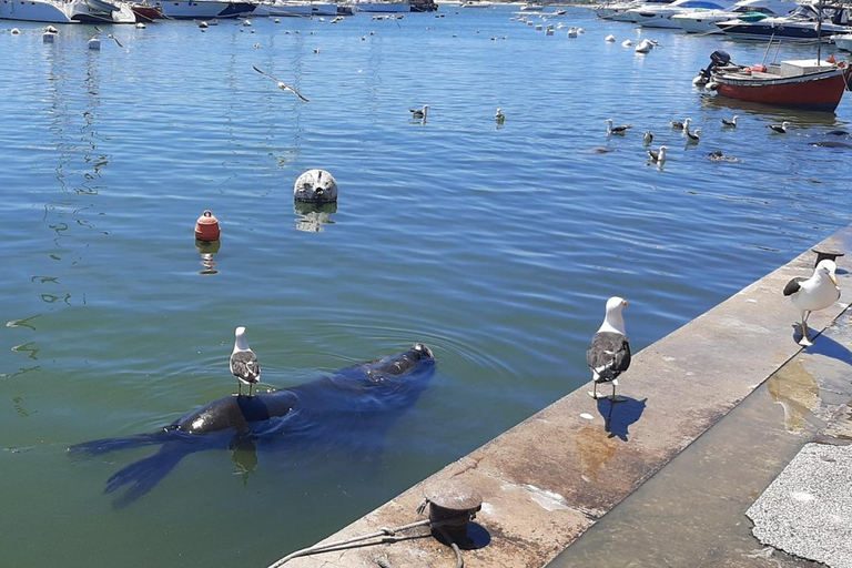 Punta del Este: City Highlights and Hidden Gems Guided Tour