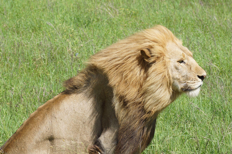 Kilimanjaro: 2-Day Private Trip, Hike, & Ngorongoro Crater