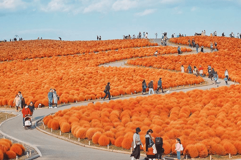 Tokyo & Ibaraki Tour: Hitachi Seaside Park & Adachi Wisteria