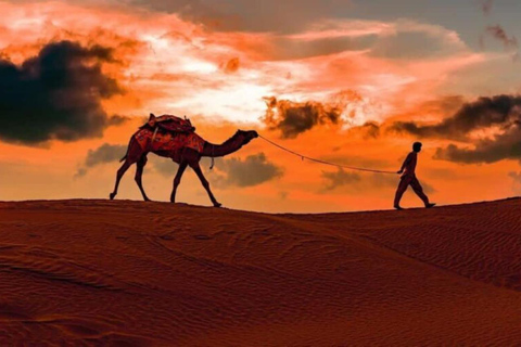Doha: Moonlight Desert Safari with 4x4 & Camel Experience