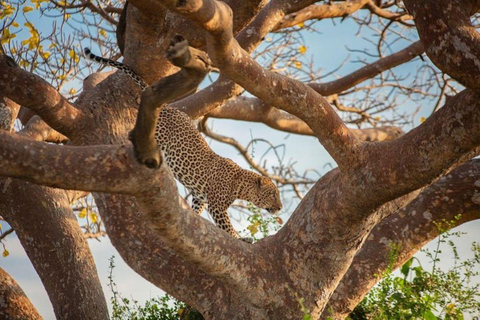 Nairobi: 3-Day honeymoon safari to Amboseli National Park Overnight Private to Amboseli National Park