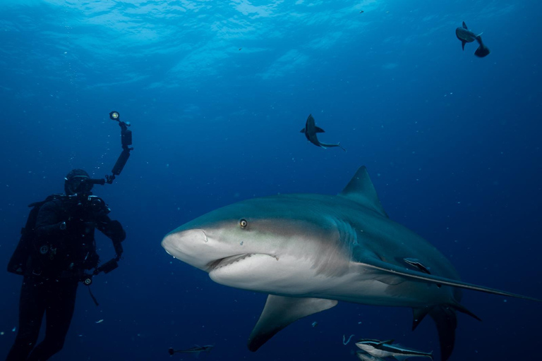 From Durban: Aliwal Shoal Shark Diving Tour with Transfer