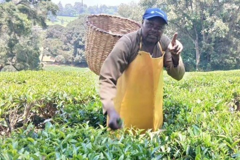 Kiambethu Tea Farm Tour with Lunch