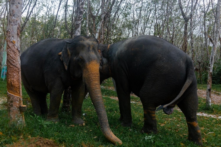 Khao Lak Elefanten-Schutzgebiet Tour mit Wasserfall und Mittagessen