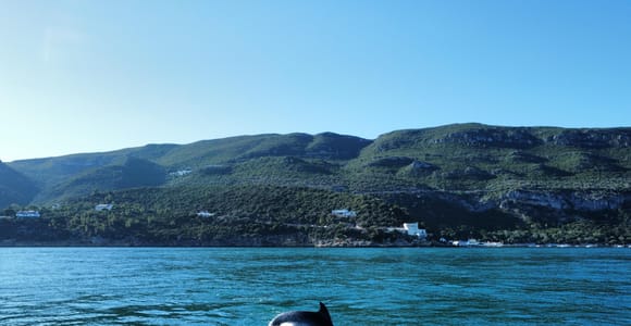 Setúbal: Dolphin Experience - Rio Sado & Arrábida