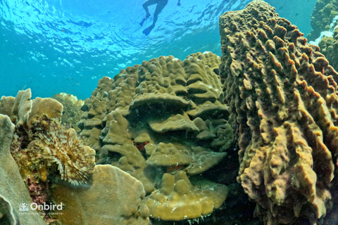 Phu Quoc: 4 Island & 2 Reefs Snorkeling Tour by Speedboat Phu Quoc: Speed Boat Tour 4 Islands - 2 Reefs Snorkeling