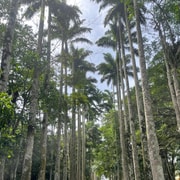 Full Day Tour: Aburi Botanical Gardens, ATV & Waterfalls